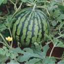 김희태농장 이미지