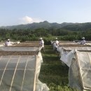 현지농장 이미지