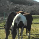 새삼목장 이미지