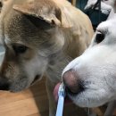 주식회사 버박코리아 이미지