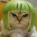 야옹야옹 이미지