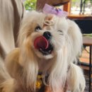 까까먹개 이미지