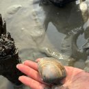 변산해수욕장 | 변산해수욕장 해루질 후기 백합 소라 동죽 해루질 포인트