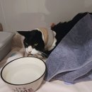 가정동물병원 이미지