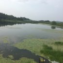 조곡지 | 남산면 백양지, 오목천 루어낚시 - 베이트릴 첫 마수하고 왔어요. 베이트릴 백래쉬 극복 출조