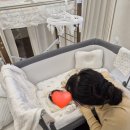 산모피아 이미지