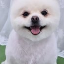도그 애견미용실 이미지