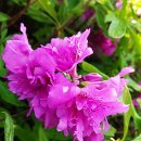 호수공원14로 이미지