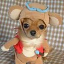 귀여운 강아지 이미지