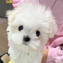 탄소중립환경실천지도사 | 환경교육-환경보드게임(탄소중립&amp;탄소발자국)