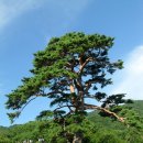 명선
