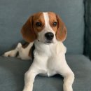 반려동물관리사과정 이미지