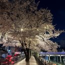 신창중학교 | 우이천 벚꽃 서울 야간 데이트 한적해서 걷기 좋아