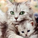 광양동물메디컬센터 이미지