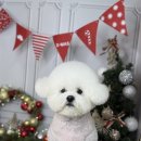 메이저독 이미지