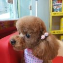 에스엘 독 이미지