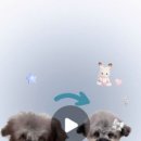 멍블랑 반려견미용실 이미지