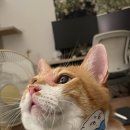 리틀포즈 반려동물 장례식장 이미지