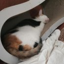필온누리약국