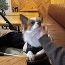 지등로 | | 충주 “민들레 „애견 동반 카페 맛집｜강아지랑 편하게 갈 수 있는 맛집 방문기