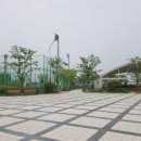 당수초 이미지