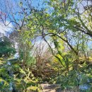 제주 이시돌목장 테시폰식 주택 | 제주한달살기 20일차 _ 동백길이 있는 이끼숲소길 / 우유아이스크림 성이시돌목장(새미은총의동산)