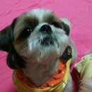 쮸 Daum카페