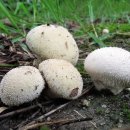 기쁜목장 이미지