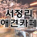 [내돈내고 다녀온 솔직후기]평택 서정리 송탄 이충동 애견카페 애견유치원 강아지호텔 추천&#39;상남견&#39;