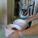 부산펫(주) | 부산펫시터 부산강아지유치원 부산강아지호텔 이웃집펫시터 이용후기