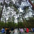 치유의 숲 이미지