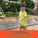 청하체리힐 | 포항 체리체험 : 청하체리힐 후기(내돈내산)