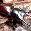 중앙2사슴 이미지