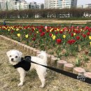 세이브독 | 강아지 훈련 행동교정 &#39;세이브독&#39; 이용 후기