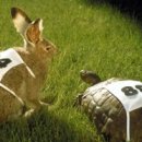 토끼와거북이 이미지