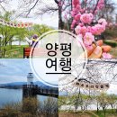 양평생활체육공원(배드민턴장) | 경기도 벚꽃 명소 양평 갈산공원 벚꽃 여행 실시간