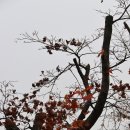 포니랜드 이미지