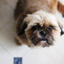 내방동물병원 이미지