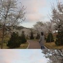 김용마을 / 생태공원 입구 | 거창생태공원, 거창읍 김용마을, 벚꽃 산책길
