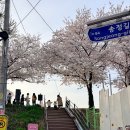 서울특별시 성동구청사 | 송정 벚꽃축제 성수동 서울 명소 가족나들이 후기
