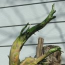 생명나무숲 이미지