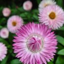 로단테(Rhodanthe) 이미지