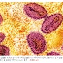 필리핀, 올해 첫 mpox 사례 발견, 아직 균주 확인 안 돼 이미지