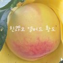 삼태산 농장 | [스크랩] 엘버드 황도 복숭아 추석 선물 출하중.. 21일까지