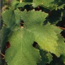 [포도 품종 이야기] Cabernet Franc (까베르네 프랑) 이미지