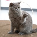 반려마루 화성 이미지