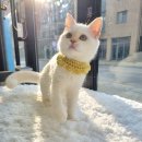 일산고양이분양 라라캣츠 이미지