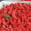 봉화1농장 | 🍇 경북 봉화 수림 오미자농원, 추석선물로 더 특별하게 🍇