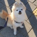 멍멍이발바닥 이미지