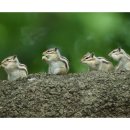 옹기종기 이미지